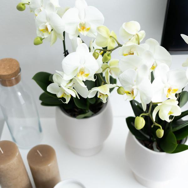 Weiße Phalaenopsis Orchidee Juwel Gent – Blühende Zimmerpflanze – Ø12cm – Elegante weiße Blüten – Perfekt für Zuhause & Büro – Plant