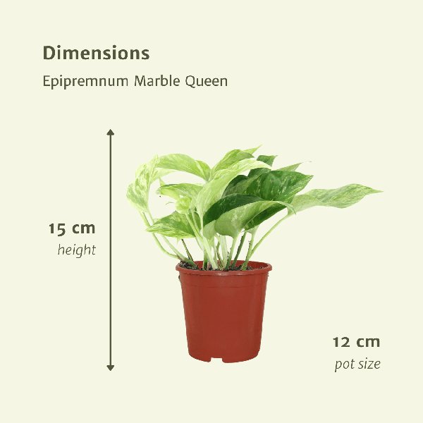 Efeutute Epipremnum Marble Queen Zimmerpflanze Ø12cm – pflegeleichte Grünpflanze für Wohnzimmer, Büro & helle Standorte kaufen – Plant