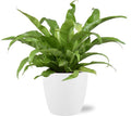 Asplenium Antiquum Nestfarn – Zimmerpflanze Ø17cm ↕45cm – Mit Topf Weiß Ø18x17cm – Eleganter japanischer Farn für Innenräume – Pflegeleicht & dekorativ – Plant