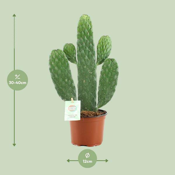 Feigenkaktus Opuntia Rubescens Consolea Zimmerpflanze Ø12cm ↕35cm – pflegeleichte Sukkulente für Wohnzimmer, Büro & helle Standorte kaufen – Plant