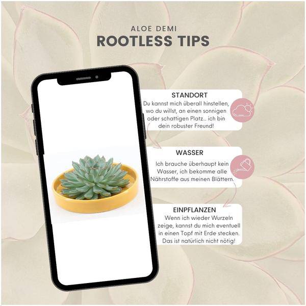 Sukkulente – Echeveria pulidonis ROOTLESS – Ø20cm Schale Gelb – Zimmerpflanze ohne Wurzeln – Pflegeleichte Schnitt – Plant