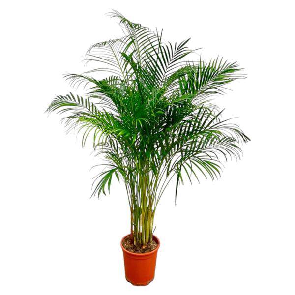 Goldfruchtpalme Dypsis Lutescens Zimmerpflanze Ø24cm ↕170cm – tropische Grünpflanze für Wohnzimmer, Büro & helle Standorte kaufen – Plant