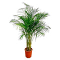 Goldfruchtpalme Dypsis Lutescens Zimmerpflanze Ø24cm ↕170cm – tropische Grünpflanze für Wohnzimmer, Büro & helle Standorte kaufen – Plant