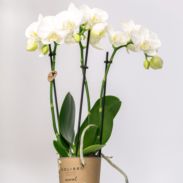 Weiße Phalaenopsis Orchideen – Amabilis – 2 Pflanzen – Blühende Zimmerpflanze Ø9cm – Multiflora – Orchidee mit 2-3 Zweigen – Plant