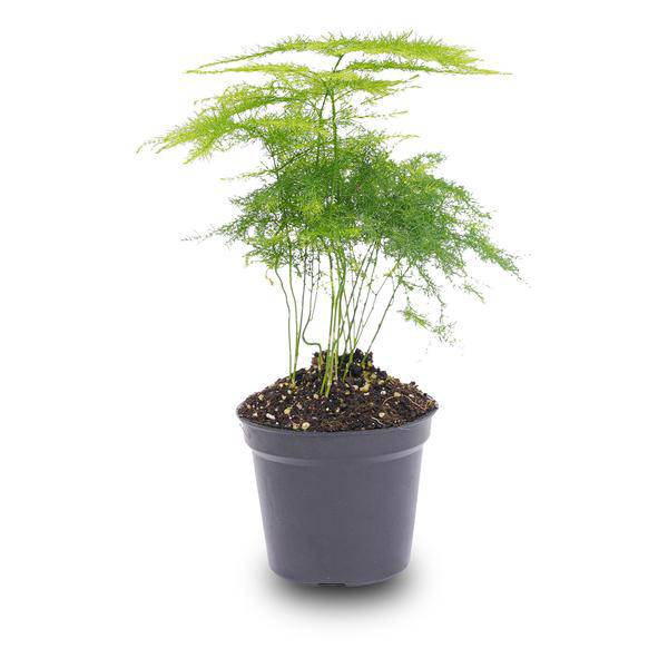 Zierspargel Asparagus Setaceus Plumosus Zimmerpflanze – pflegeleichte Grünpflanze für Wohnzimmer, Büro & helle Standorte kaufen – Plant