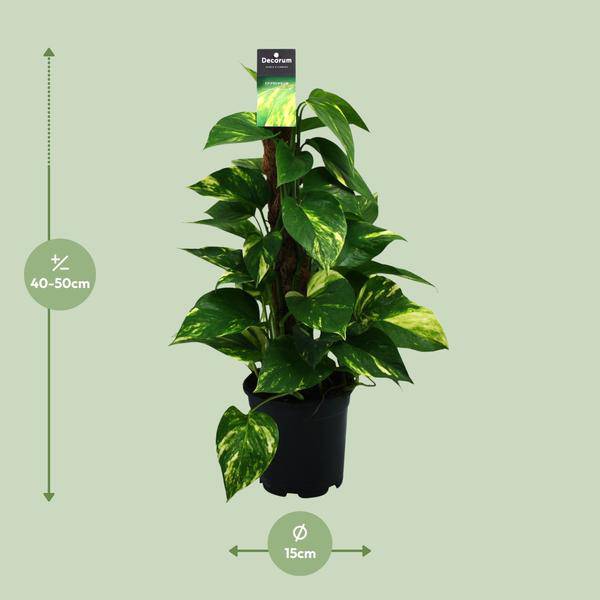 Efeutute Scindapsus Epipremnum – Ø15cm – ↕50cm – Pflegeleichte Rankpflanze & luftreinigende Zimmerpflanze – Plant