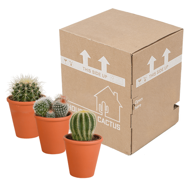 Kaktus Bolcactus Mix – 3 Pflanzen – Ø8,5cm Zimmerpflanzen im Terrakotta – Topf – Verschiedene Kugelkakteen – Plant