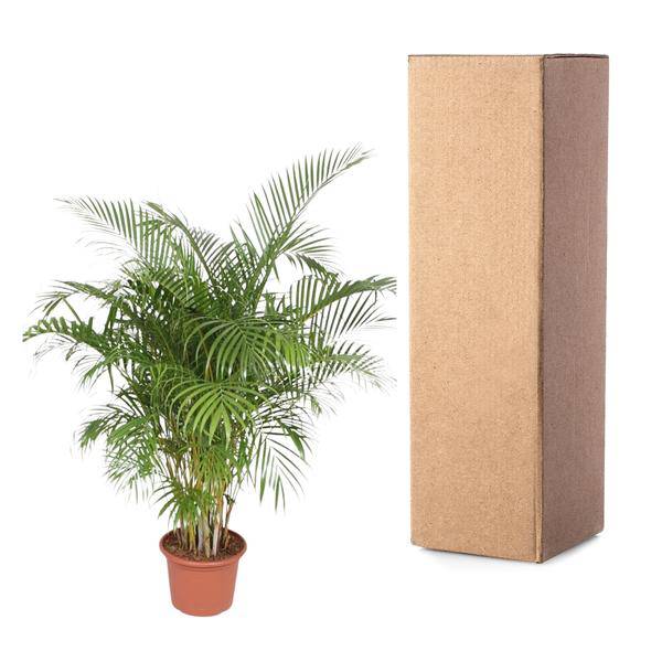 Goldfruchtpalme Dypsis Lutescens Zimmerpflanze Ø40cm ↕200cm – tropische Grünpflanze für Wohnzimmer, Büro & helle Standorte kaufen – Plant