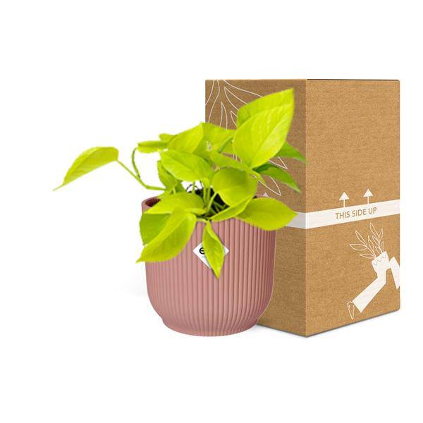 Efeutute Epipremnum Pinnatum Golden Pothos – Zimmerpflanze im dekorativen Topf Vibes Fold 14cm Rosa – Plant