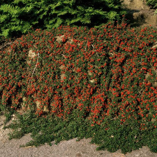 Teppichmispel Cotoneaster prostratus 'Königin der Teppiche' – ↕10-25cm – Ø9cm – Robuster Bodendecker – Weiße Blüten & rote Beeren – Plant