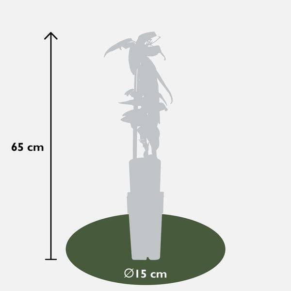 Armands Waldrebe – Clematis armandii – Immergrüne Clematis Weiß – Ø15cm – ca. 65cm hoch – Plant