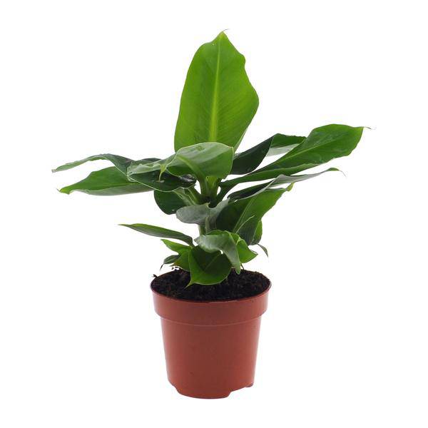 Bananenbaum Musa Oriental Dwarf Zwergbanane – Zimmerpflanze – Ø12cm 35cm Höhe – tropisch & pflegeleicht – Plant