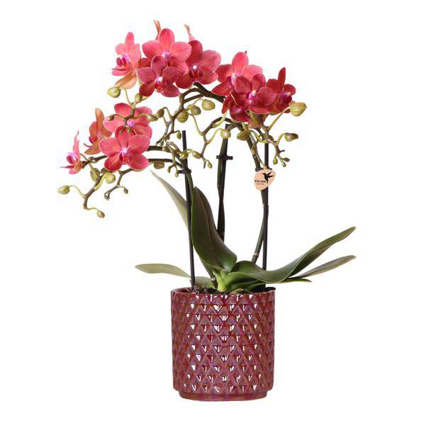 Phalaenopsis Orchidee ‘Congo’ Rot – Zimmerpflanze mit 2-3 Blütenstielen – Im Diamond Pearl Ziertopf Rot Ø9cm – Multiflora – Plant