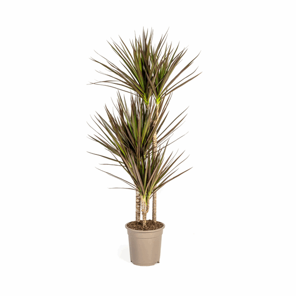 Dracaena Marginata Magenta – Drachenbaum – Zimmerpflanze Ø21cm ↕110-130cm – Schlank & Exotisch – Plant