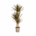 Dracaena Marginata Magenta – Drachenbaum – Zimmerpflanze Ø21cm ↕110-130cm – Schlank & Exotisch – Plant