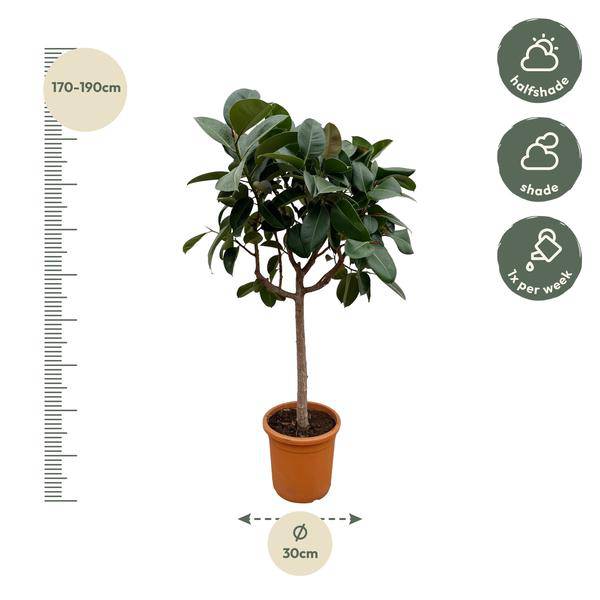 Gummibaum Ficus Elastica Robusta Zimmerpflanze Ø40cm ↕170cm – pflegeleichte Grünpflanze für Wohnzimmer, Büro & helle Standorte kaufen – Plant