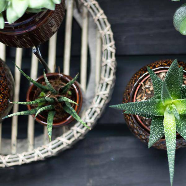 Runde Bambusschale Ø30cm Zimmerpflanze Ø30cm – pflegeleichte Grünpflanze für Wohnzimmer, Büro & helle Standorte kaufen – Plant