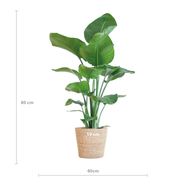 Strelitzia Nicolai – Paradiesvogelpflanze – Zimmerpflanze – 80cm hoch – Ø21cm – inkl. Naturkorb – dekorativ, pflegeleicht, tropisches Flair – Plant