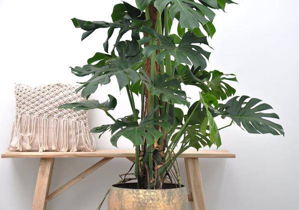 Monstera Deliciosa – Köstliches Fensterblatt – Zimmerpflanze 140cm – Ø24cm – Tropische XXL – Pflanze mit großen grünen Blättern – Pflegeleicht – Plant