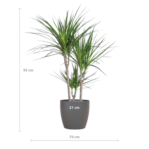 Drachenbaum Dracaena Marginata Zimmerpflanze Ø21cm ↕95cm mit dekorativem Übertopf – pflegeleichte Grünpflanze für Wohnzimmer, Büro – Plant