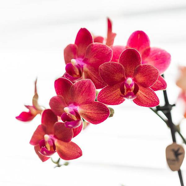 Phalaenopsis Orchidee Rot Zimmerpflanze Ø9cm ↕40cm – blühende Orchidee für Wohnzimmer, Büro & helle Standorte kaufen – Plant