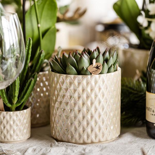 Diamant Perlen Dekotopf – Travertin – Ø9cm – Blumentopf in Steinoptik – Eleganter Dekotopf für Zimmerpflanzen, Kakteen & Sukkulenten – Plant