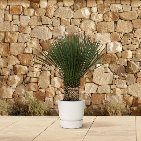 Palmlilie Zimmerpflanze Ø38cm ↕100cm – pflegeleichte Grünpflanze für Wohnzimmer, Büro & helle Standorte kaufen – Plant