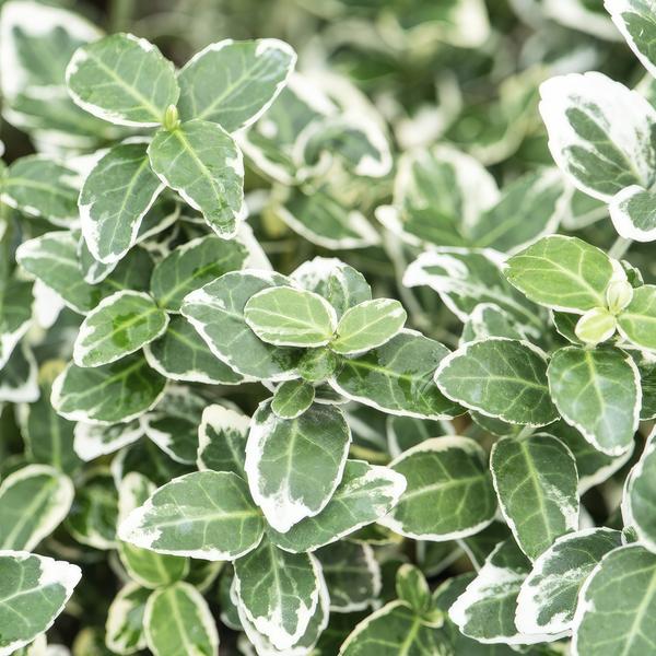 Kletter – Spindelstrauch Euonymus fortunei 'Emerald 'n Gaiety' – ↕10-25cm – Ø9cm – Winterhart & pflegeleicht – Plant