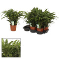 Blumentopf Grün Korb Ø17cm ↕65cm – moderner Pflanztopf für Zimmerpflanzen, Sukkulenten, Kakteen & Kräuter – Plant