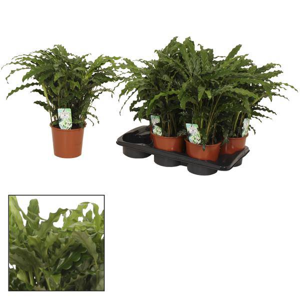 Blumentopf Grün Korb Ø17cm ↕65cm – moderner Pflanztopf für Zimmerpflanzen, Sukkulenten, Kakteen & Kräuter – Plant