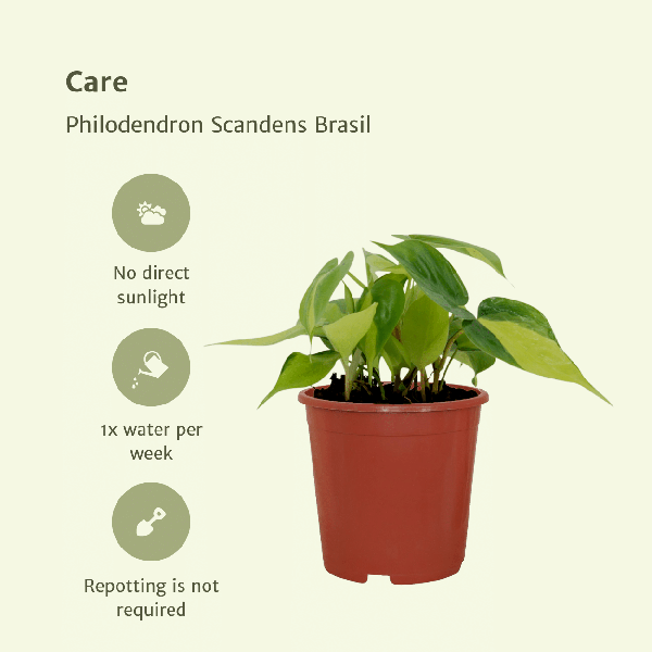 Baumfreund – Philodendron scandens Brasil – 4 Pflanzen – Ø12cm – Höhe ca. 15cm – Pflegeleichte Zimmerpflanzen – Rank – Plant