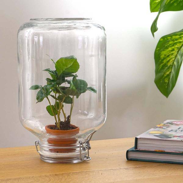 Flaschengarten – pflegeleichter Flaschengarten im Glas, Pflanzen Terrarium für Wohnzimmer & Büro – Plant