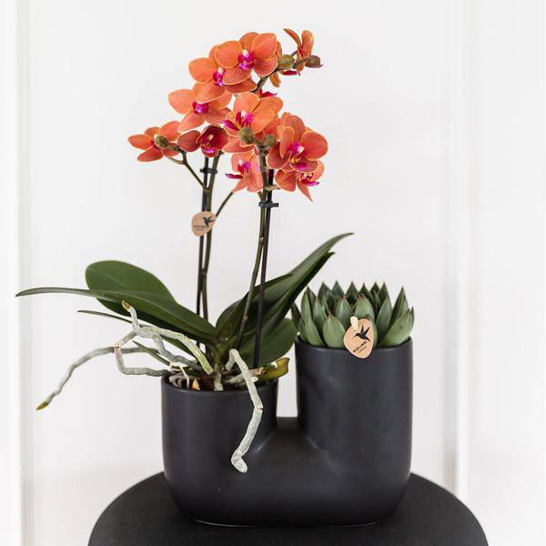 Röhre Ziertopf Schwarz – Duo – Keramiktopf für zwei Pflanzen Ø9cm – Blumentopf für Orchideen, Sukkulenten & Zimmerpflanzen – Robust & dekorativ – Plant
