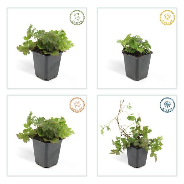 Waldsteinie – Waldsteinia ternata – ↕10-25cm – Ø9cm – 60 Pflanzen – Robuste Bodendeckerpflanze mit gelben Blüten – Sonnig & Halbschattig – Plant