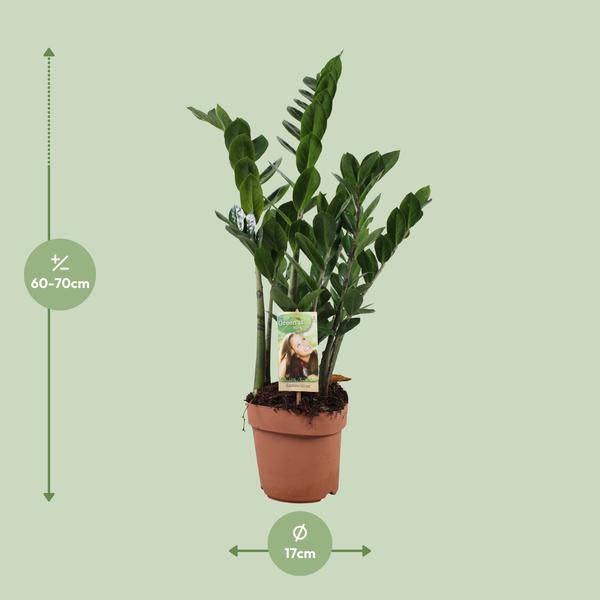Glücksfeder Zamioculcas zamiifolia Zimmerpflanze Ø17cm ↕70cm – pflegeleichte Grünpflanze für Wohnzimmer, Büro & helle Standorte kaufen – Plant