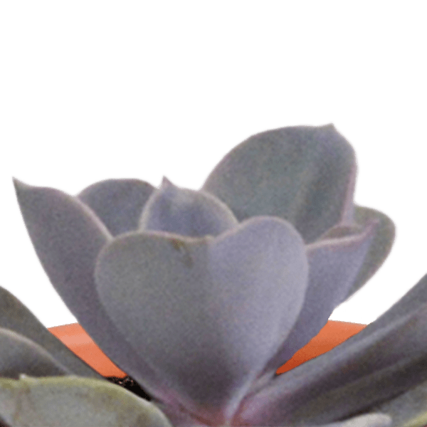 Sukkulenten & Kakteen Mix 15 Pflanzen Ø5,5cm – pflegeleichtes Pflanzen Set für Urban Jungle, Fensterbank, Wohnzimmer & Büro – Plant