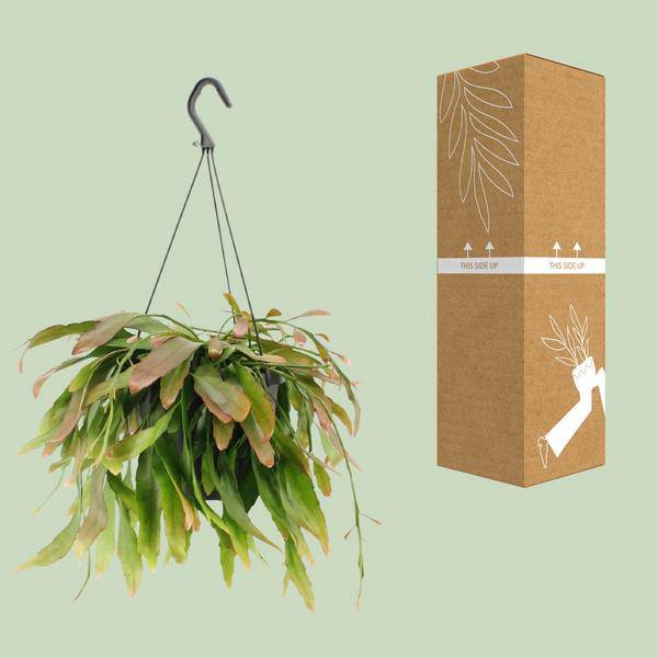 Korallenkaktus Rhipsalis Red Coral – Ø17cm – ↕25cm – Hängende Zimmerpflanze ohne Dornen – Exotische Grünpflanze mit roten Trieben – Plant