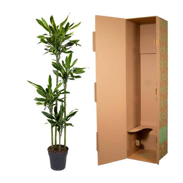 Drachenbaum – Dracaena Golden Coast 170cm – Ø27cm – Exotische Zimmerpflanze mit grünen und goldenen Blättern – Plant