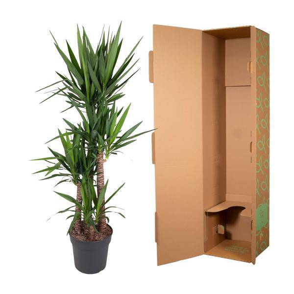 Riesen – Palmlilie – Yucca Elephantipes – Zimmerpflanze – Ø34cm – ↕180cm – Pflegeleicht & Robust – Für Innen & Außen – Plant