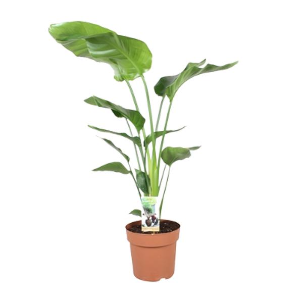 Baum – Strelitzie Strelitzia Nicolai Zimmerpflanze Ø21cm ↕90cm – tropische Grünpflanze für Wohnzimmer, Büro & helle Standorte kaufen – Plant
