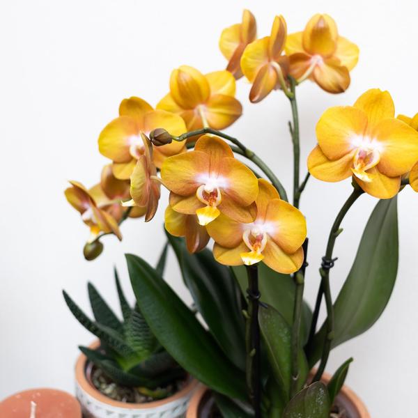 Phalaenopsis Orchidee Jewel Las Vegas – Orange-Gold – Ø12cm – Mehrblütige Topfpflanze – Tropische Zimmerpflanze mit 3/4 Blütenzweigen – Pflegeleicht & langlebig – Plant