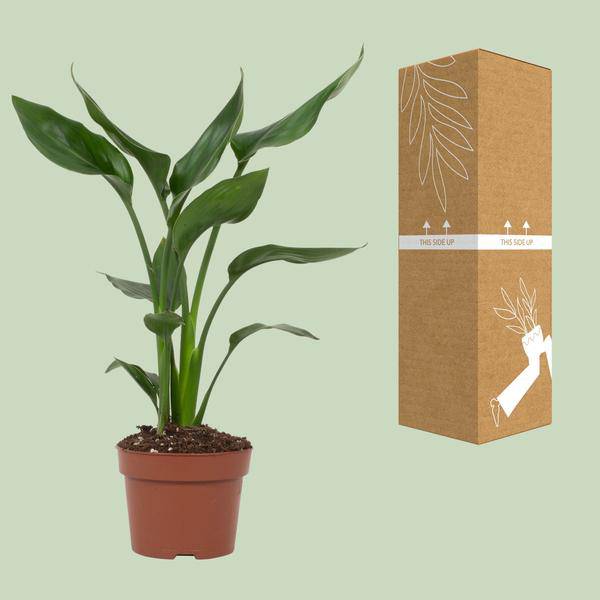 Strelitzia Reginae – Paradiesvogelblume – Zimmerpflanze ↕35cm – Ø12cm – Exotische Blühpflanze mit orangen & blauen Blüten – Plant