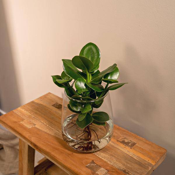 Balsamapfel Clusia – Hydroponische Zimmerpflanze im Kingston Glas – Ø12cm – 30cm Höhe – grünes dekoratives Laub – pflegeleicht & ohne Blüten – Plant