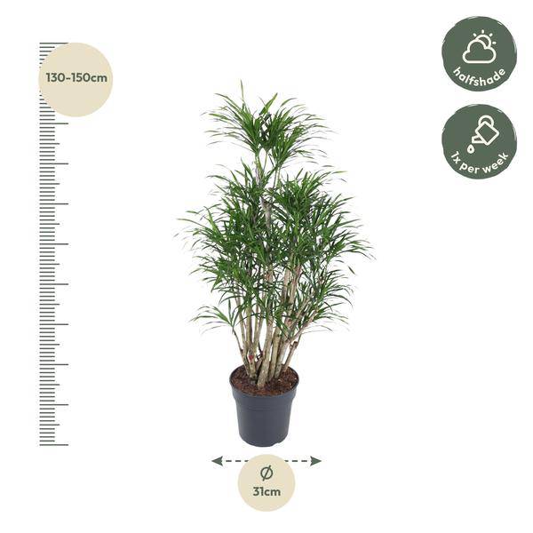 Drachenbaum Zimmerpflanze Ø31cm ↕140cm – pflegeleichte Grünpflanze für Wohnzimmer, Büro & helle Standorte kaufen – Plant
