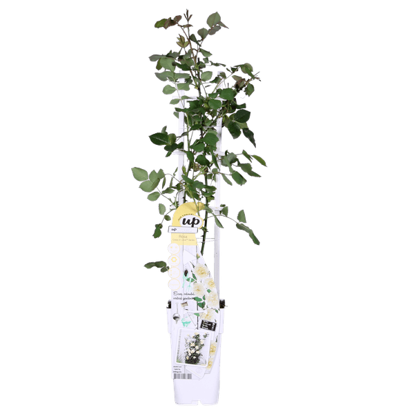 Rose Crazy in Love Vanilla Cremefarbene Kletterrose Ø15cm ↕65cm – hochwertiges Produkt für Pflanzen, Garten, Zuhause, Dekoration – Plant