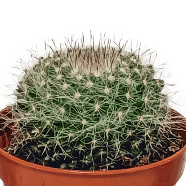 Kakteen Mix – 3 Zimmerpflanzen – Ø8,5cm – Verschiedene Kakteen im Mix – Pflegeleichte Sukkulenten – Mini – Kakteen für Fensterbank, Büro & Wohnzimmer – Plant