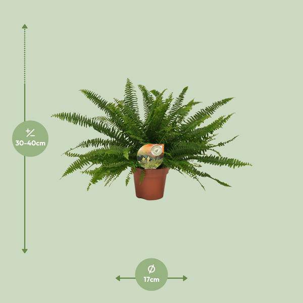 Schwertfarn Nephrolepis Green Lady Zimmerpflanze Ø17cm ↕40cm – pflegeleichte Grünpflanze für Wohnzimmer, Büro & helle Standorte kaufen – Plant