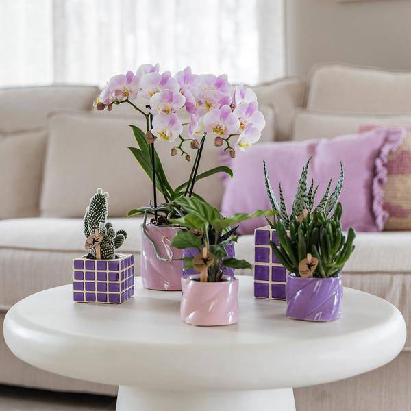 Candy Dekotopf Rosa – Ø6cm – Runder Keramik Blumentopf – Mini Blumentopf für Orchideen & kleine Zimmerpflanzen – Dekoration für Zimmer & Büro – Plant