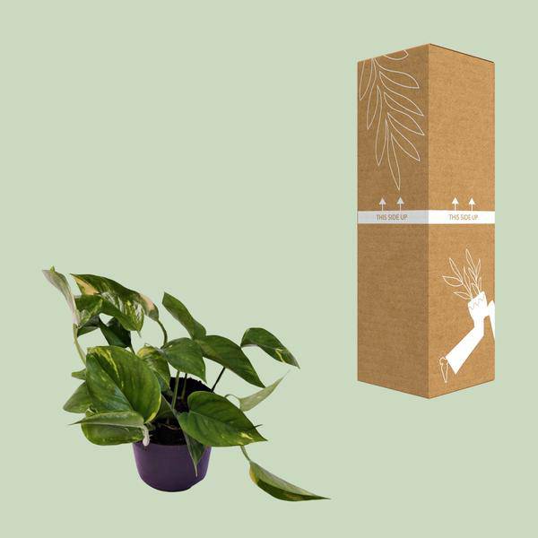 Efeutute Scindapsus Epipremnum Aureum Zimmerpflanze Ø12cm ↕25cm – pflegeleichte Grünpflanze für Wohnzimmer, Büro & helle Standorte kaufen – Plant