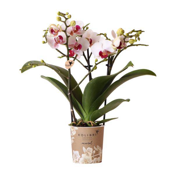 Weiße Phalaenopsis – Orchidee ‘Mineral Gibraltar’ – Blühende Zimmerpflanze – Ø9cm – Topf – Elegante & langlebige Blüten – Plant